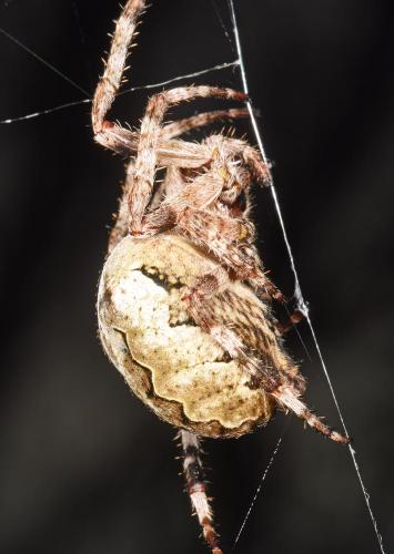Araneus angulatus